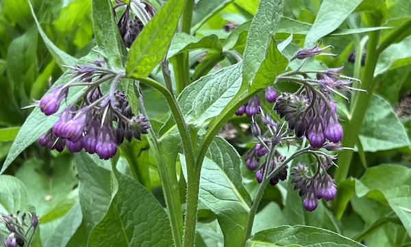 Beinwellblüten