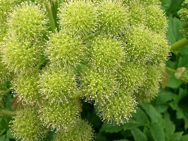 Engelwurzblüten