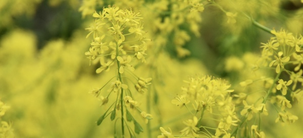 Waidblüte